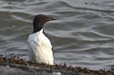 20120729_Kortbekzeekoet_Lauwersoog