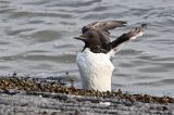 20120729_Kortbekzeekoet_Lauwersoog_2
