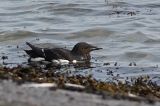20120729_Kortbekzeekoet_Lauwersoog_3