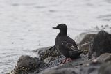 20120616_Zwarte_Zeekoet_Texel