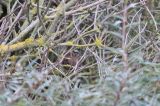 20191028_Witkeelgors_Maasvlakte_03