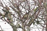20191013_Mirtezanger_Schiermonnikoog_01