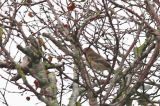 20191013_Mirtezanger_Schiermonnikoog_02