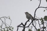 20120613_Bergfluiter_Rheden