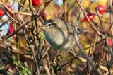 20151108_Bruine-Boszanger_Stavoren