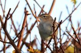 20151108_Bruine-Boszanger_Stavoren_2