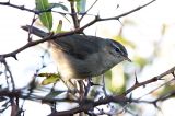 20151108_Bruine-Boszanger_Stavoren_4