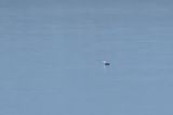 20130217_Geelsnavelduiker_Grevelingen