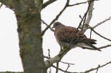 20100123_Meenatortel_Wergea