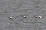 20220205_Bergeend_Lauwersoog