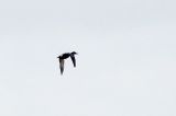20130428_Blauwvleugeltaling_Heidenschapsterpolder