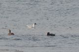 20100425_Brilzee-eend_Texel_01