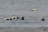 20100425_Brilzeeeend_Texel_02