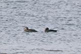 20100425_Brilzeeeend_Texel_03