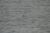 20041107_Buffekopeend_Almere-2