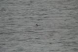 20041107_Buffekopeend_Almere-2a