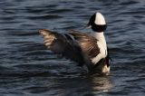 20121215_Buffelkopeend_Barendrecht