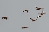 20090905_Casarcas_Lauwersmeer