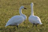20080102_Kleine_Zwaan_Brunstingermaden