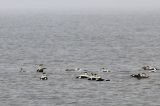 20180415_Koningseider_Texel_01