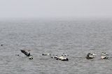 20180415_Koningseider_Texel_02