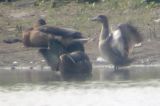 20040815_Marmereend_Pannerden_1