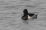 20141128_Ringsnaveleend_Almere