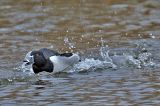 20160320_Ringsnaveleend_Wormerland_02