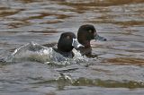 20160320_Ringsnaveleend_Wormerland_04