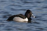 20170212_Ringsnaveleend_Appingedam