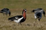 20090329_Roodhalsgans_Bantpolder