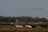 20091009_Ross-ganzen_Texel