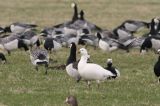 20100403_Ross_Gans_Tibma