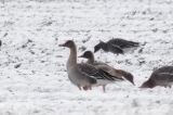 20130113_Taigarietgans_Smilde