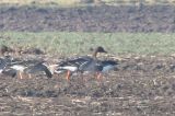 20170212_Taigarietgans_Schildwolde