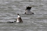 20160514_Witoogeend_Ezumakeeg_02