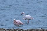 20160102_Flamingo_Battenoord