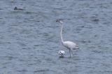 20160102_Flamingo_Battenoord_02