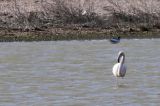 20210423_Flamingo_Termunten