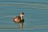 20090214_Dodaars_Texel