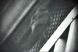 20021116_Alpengierzwaluw_Wageningen