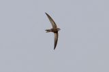 20151108_Vale-Gierzwaluw_IJmuiden