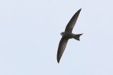 20151108_Vale-Gierzwaluw_IJmuiden_4