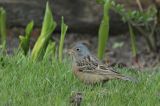 20130505_Bruinkeelortolaan_lauwersoog_6