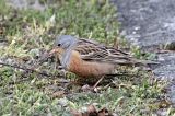 20130505_Bruinkeelortolaan_lauwersoog_7