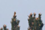 20180421_Cirlgors_Budel