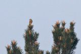 20180421_Cirlgors_Budel_02