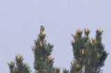 20180421_Cirlgors_Budel_03