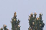 20180421_Cirlgors_Budel_bewerkt-1