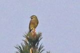 20180421_Cirlgors_Budel_detail